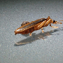 pc235692h.gif